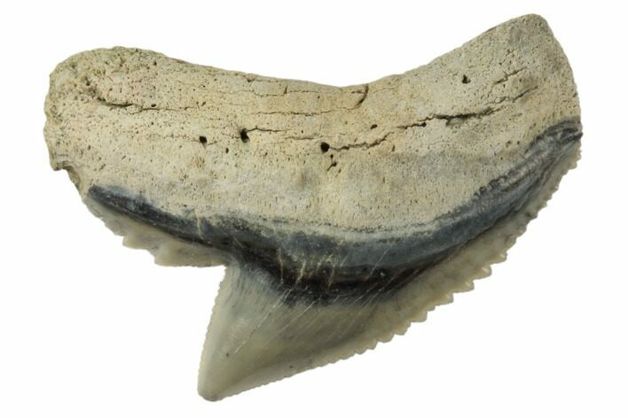 Fossil Tiger Shark (Galeocerdo) Tooth - Aurora, NC #195040